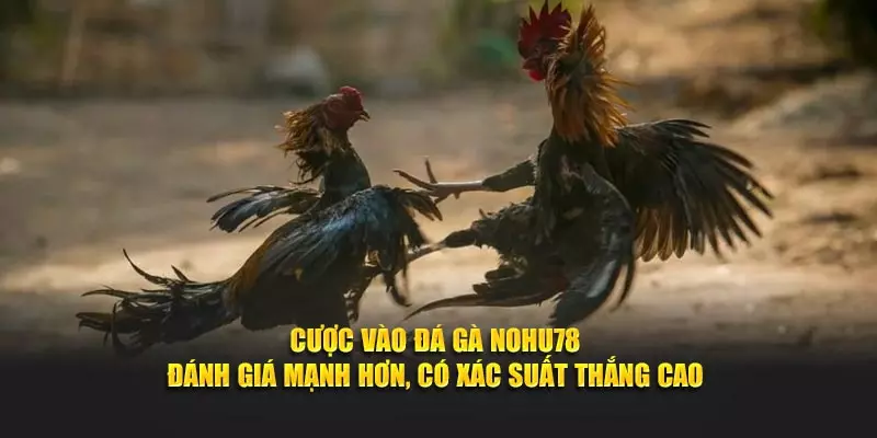 Cược vào đá gà NOHU78 đánh giá mạnh hơn, có xác suất thắng cao