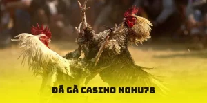Đá gà casino nohu78