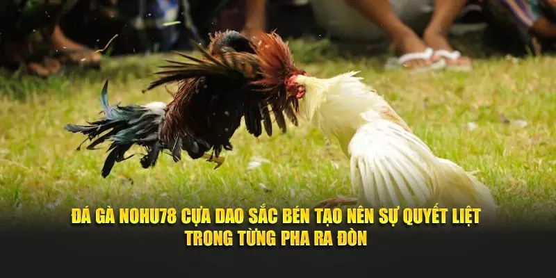 Đá gà NOHU78 cựa dao sắc bén tạo nên sự quyết liệt trong từng pha ra đòn