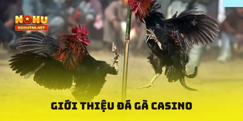 Giới thiệu kiểu chơi đá gà Casino