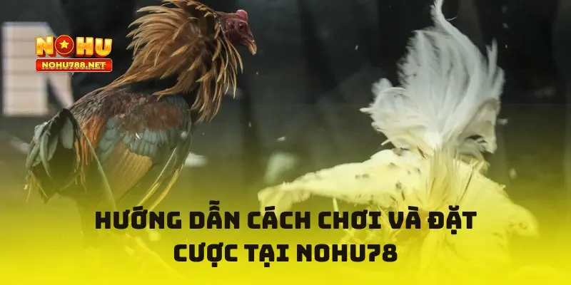 Hướng dẫn cách chơi và đặt cược