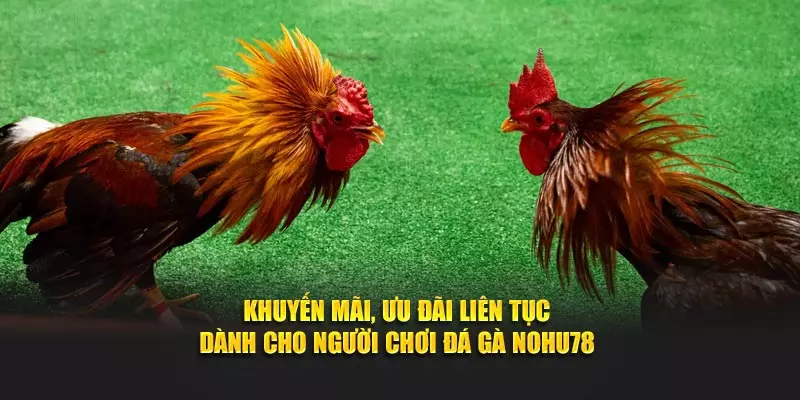 Khuyến mãi, ưu đãi liên tục dành cho người chơi đá gà NOHU78