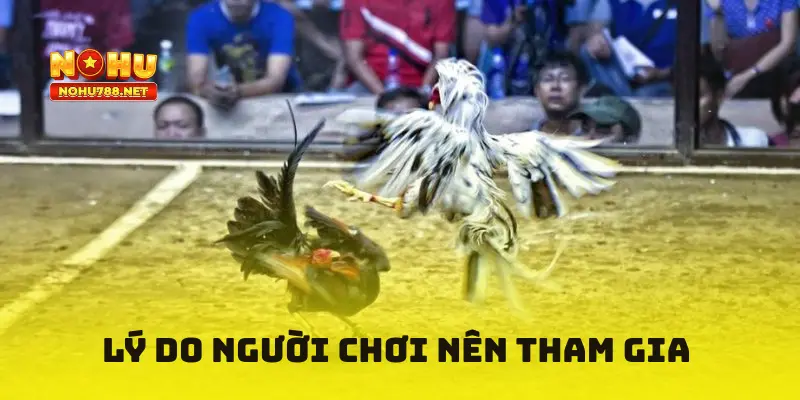Lý do người chơi nên tham gia