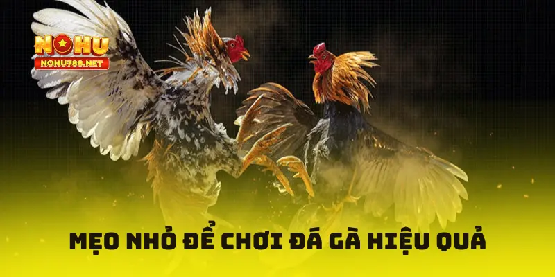 mẹo nhỏ để chơi đá gà hiệu quả